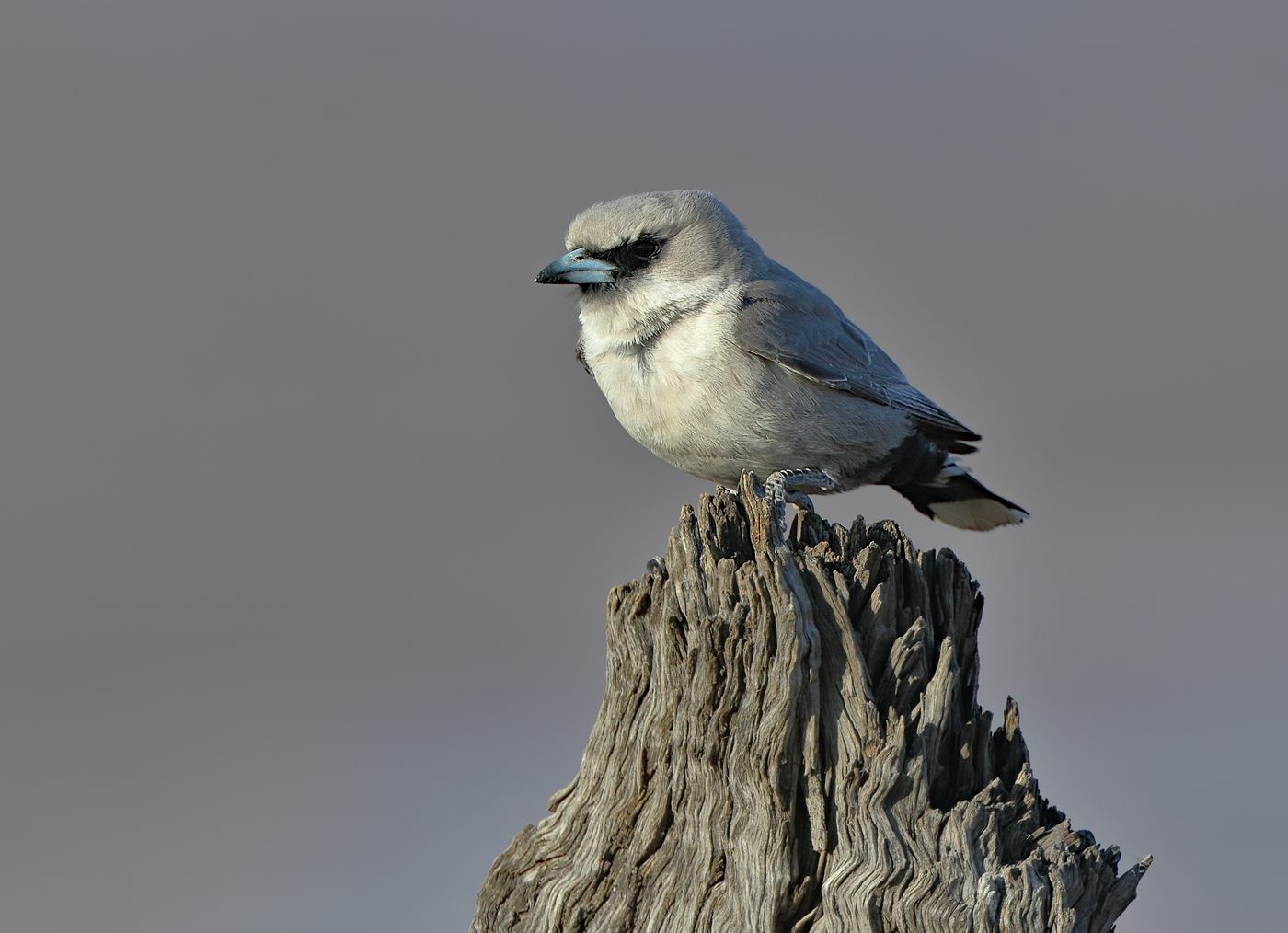 Black-faced Woodswallow (Image ID 36938)