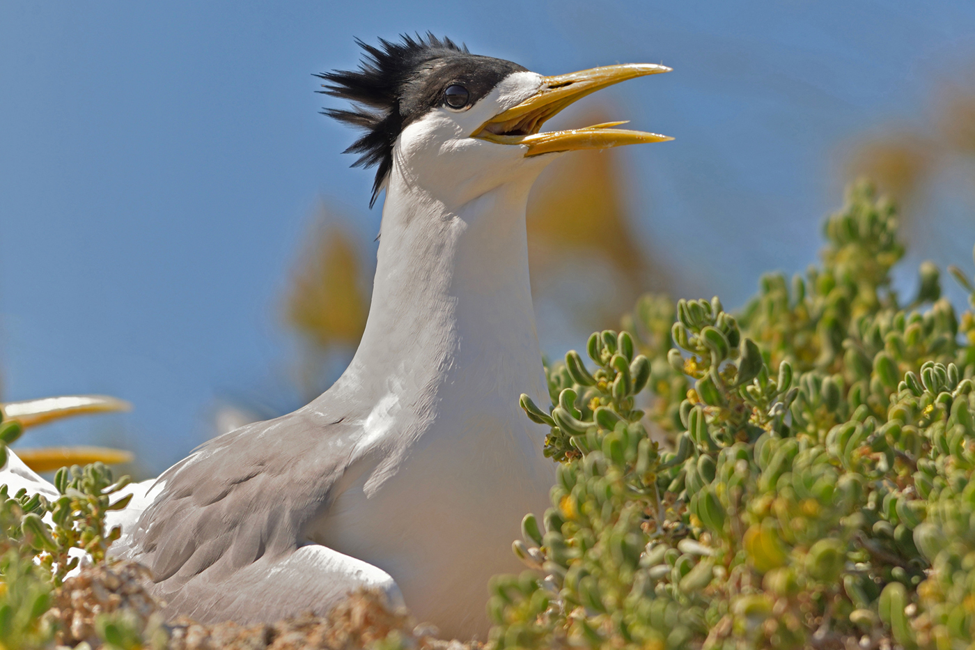Greater Crested Tern (Image ID 36940)