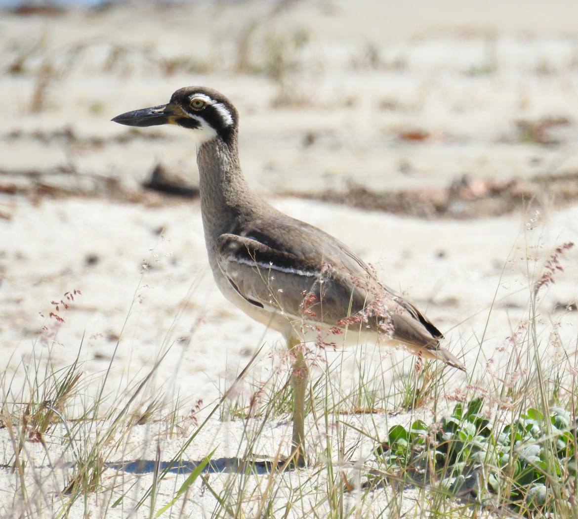 Beach Stone-curlew (Image ID 36810)