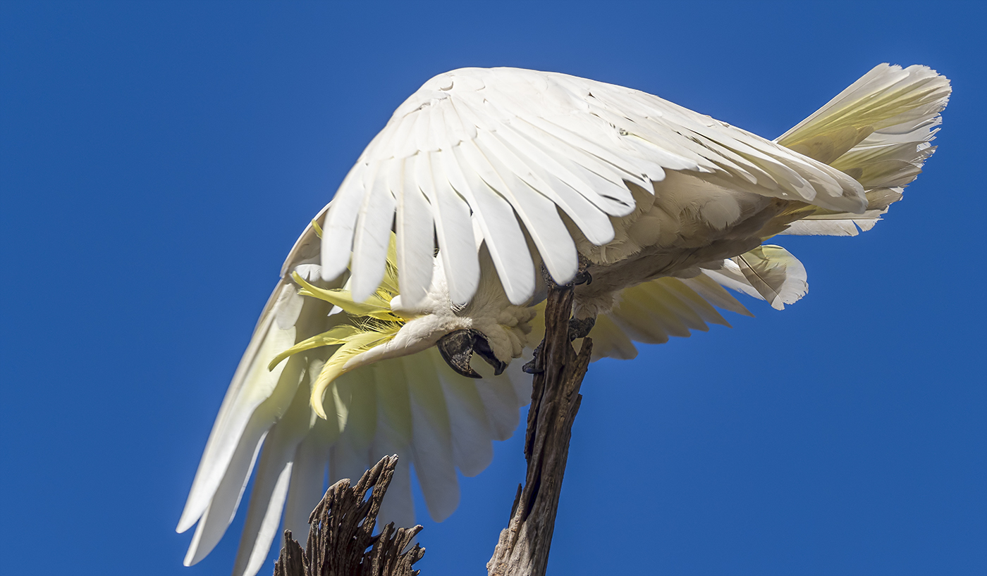 Sulphur-crested Cockatoo (Image ID 36878)