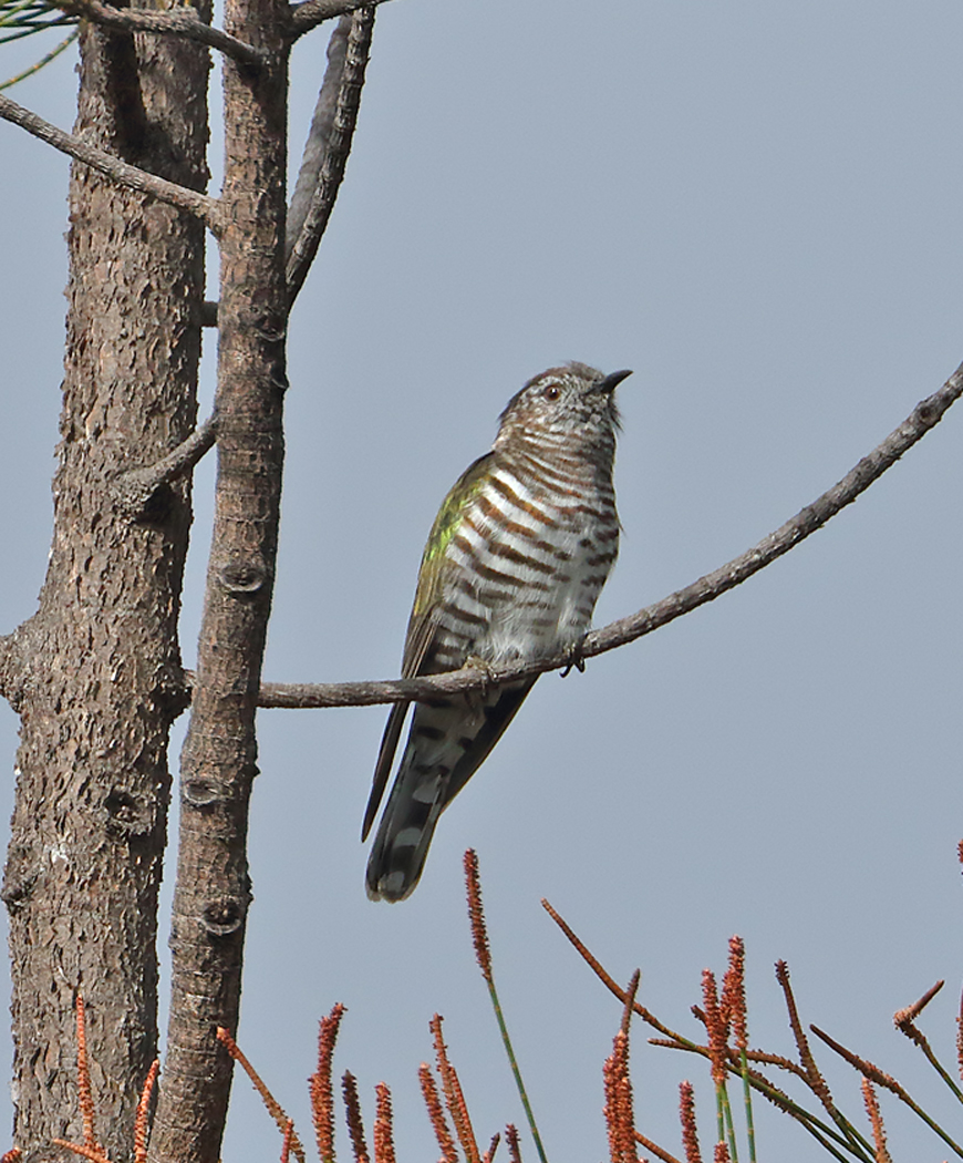 Shining Bronze-Cuckoo (Image ID 36784)