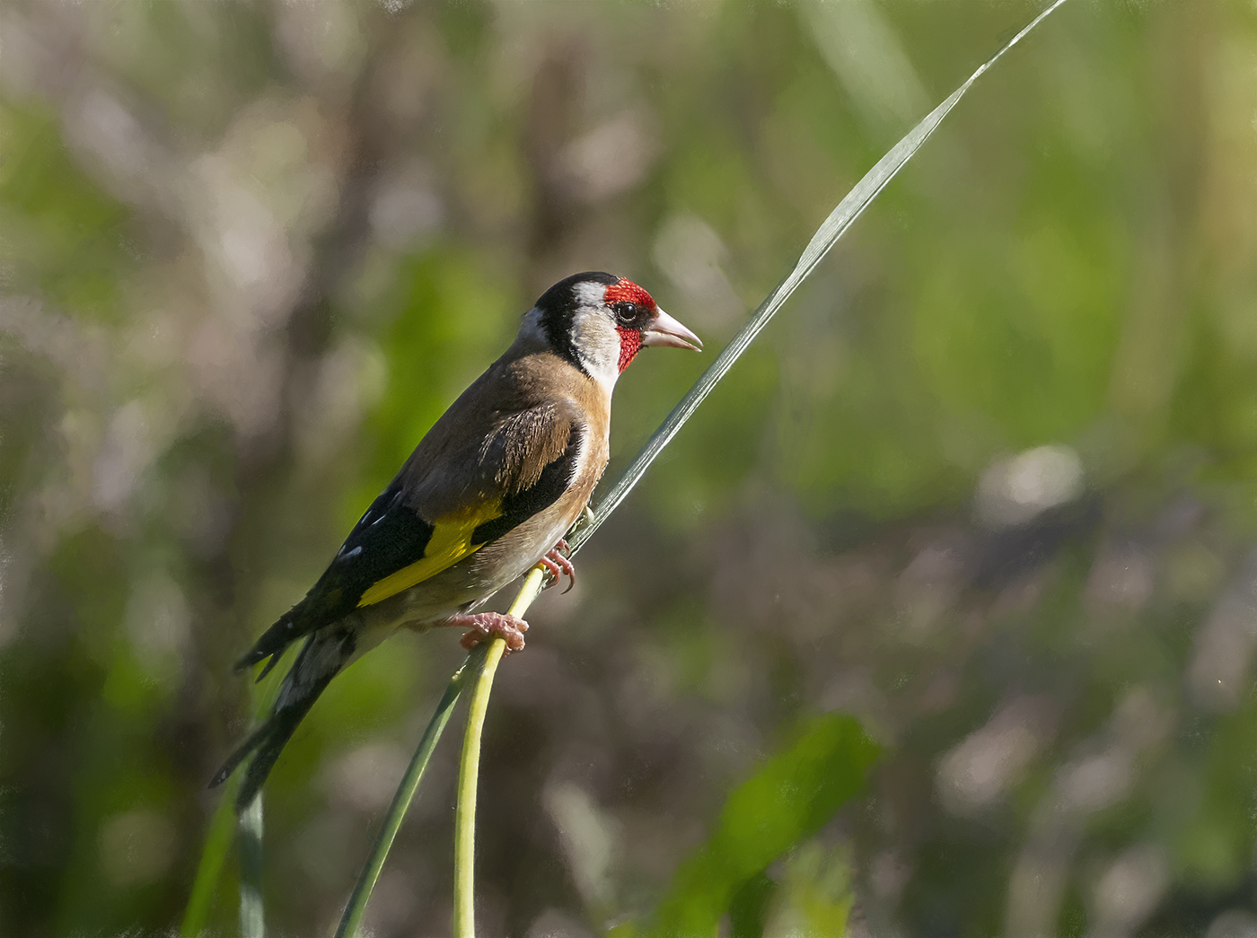 European Goldfinch (Image ID 36934)