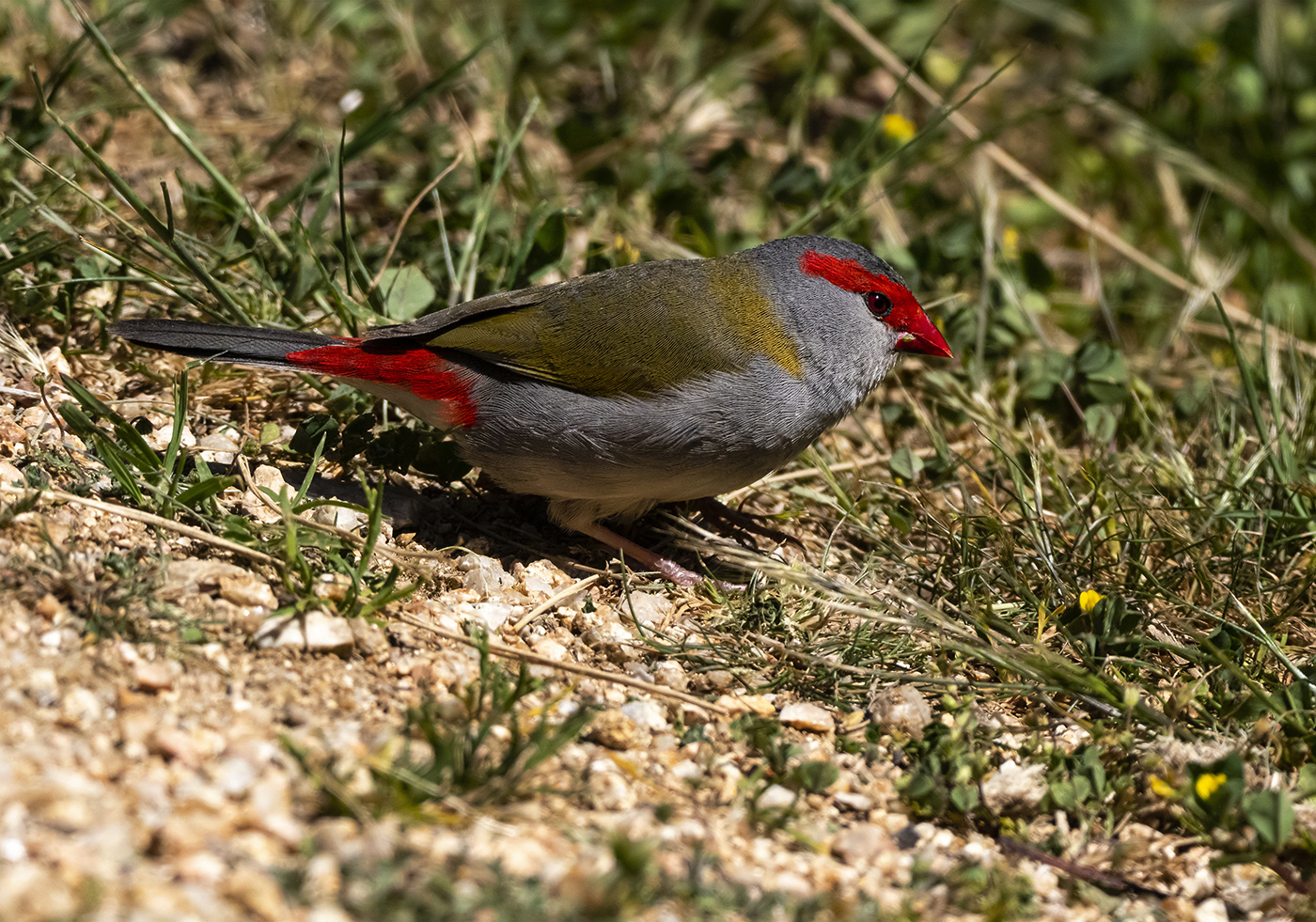 Red-browed Finch (Image ID 36731)