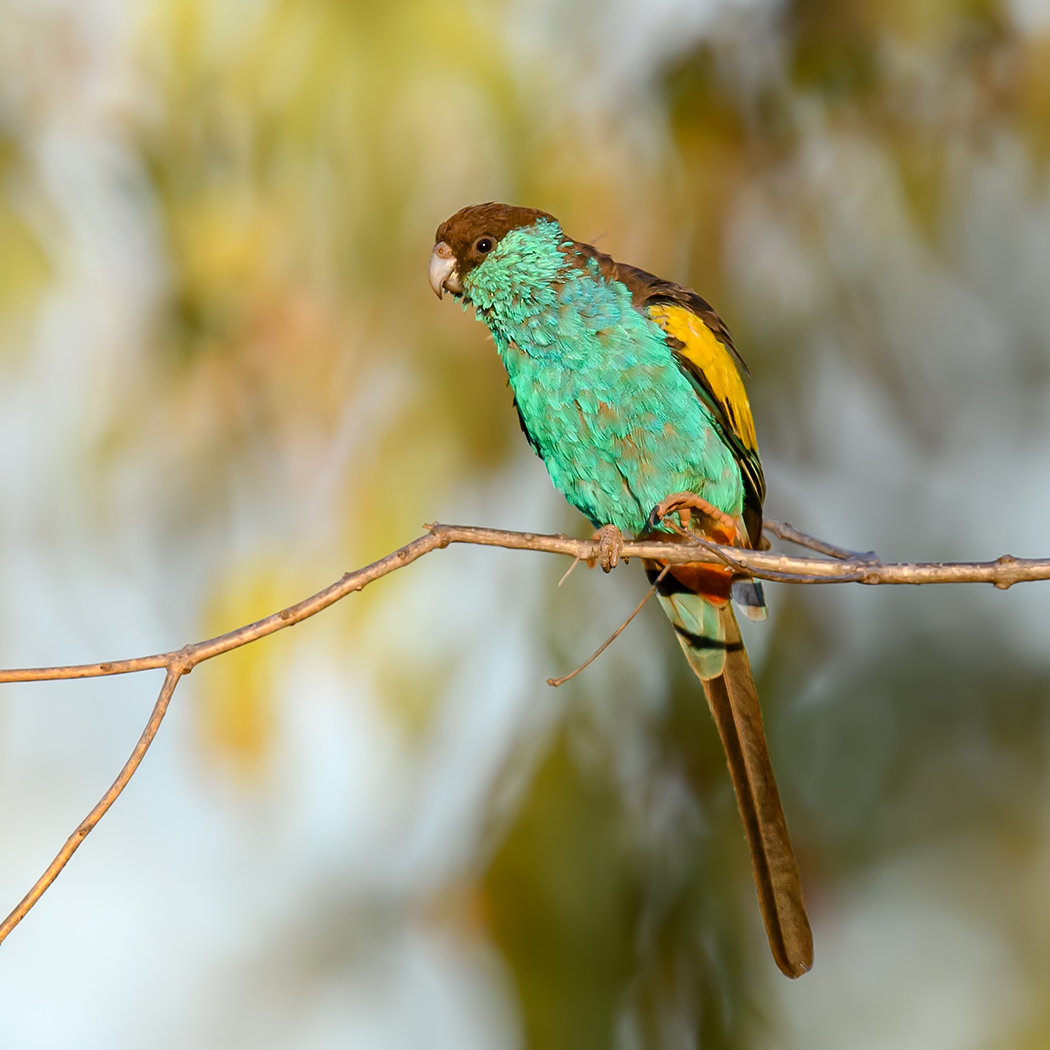 Hooded Parrot (Image ID 36881)