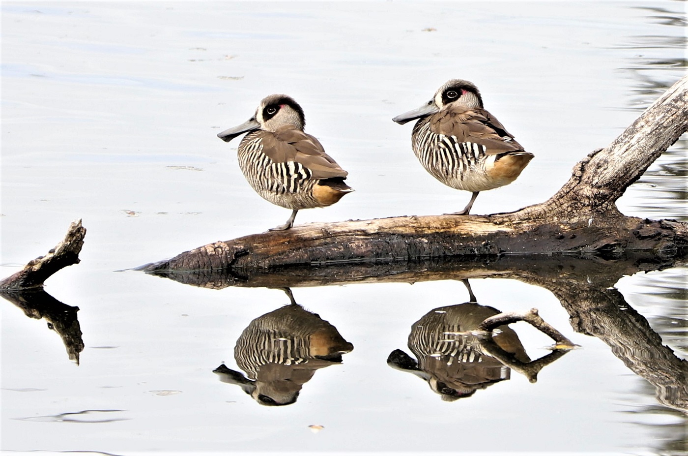 Pink-eared Duck (Image ID 36710)