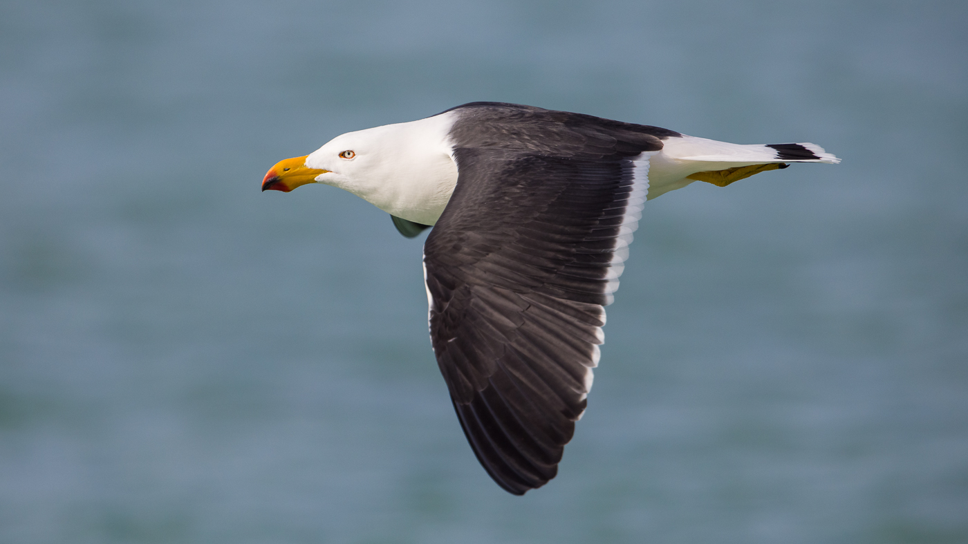 Pacific Gull (Image ID 36785)