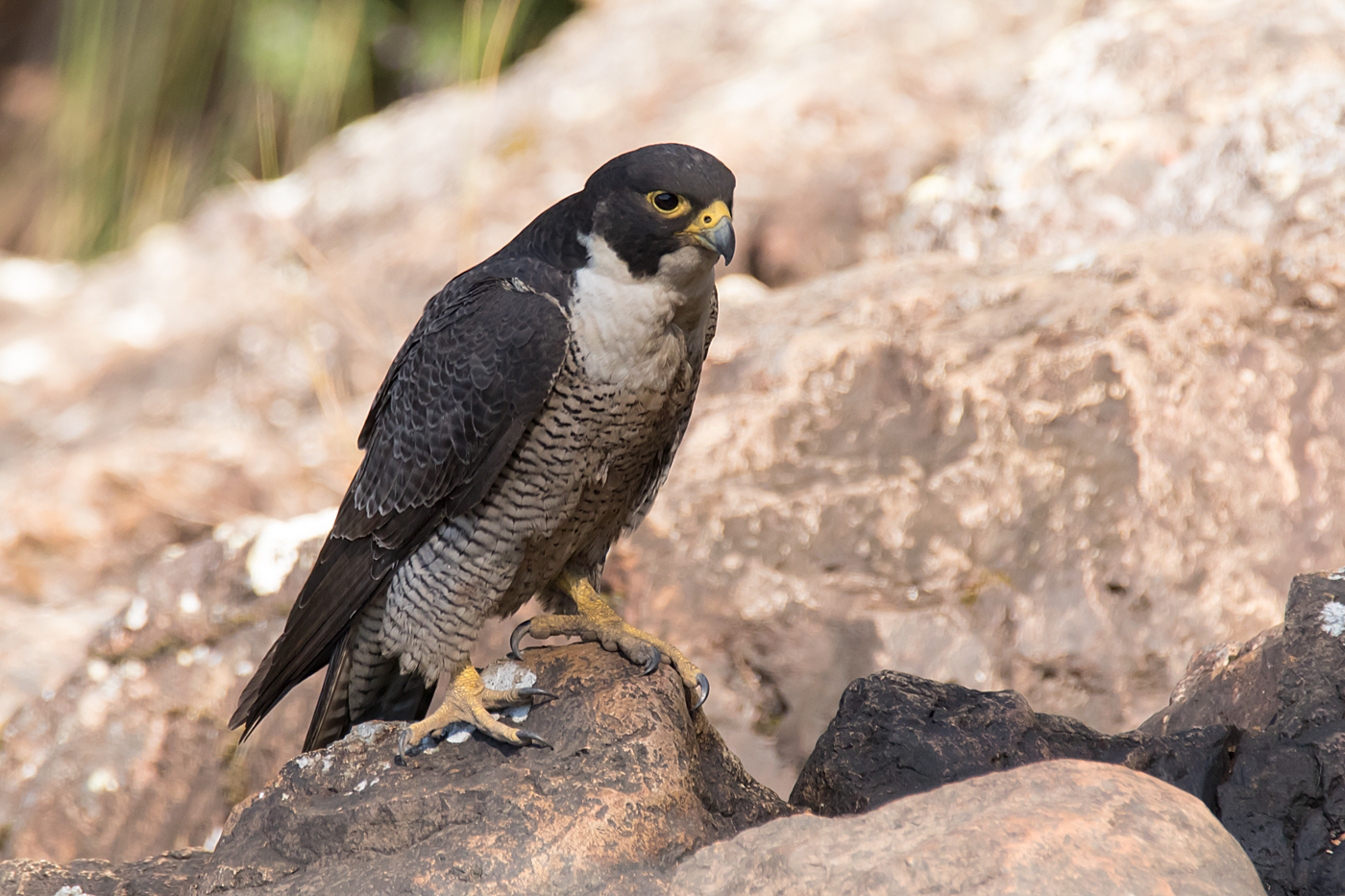 Peregrine Falcon (Image ID 36743)