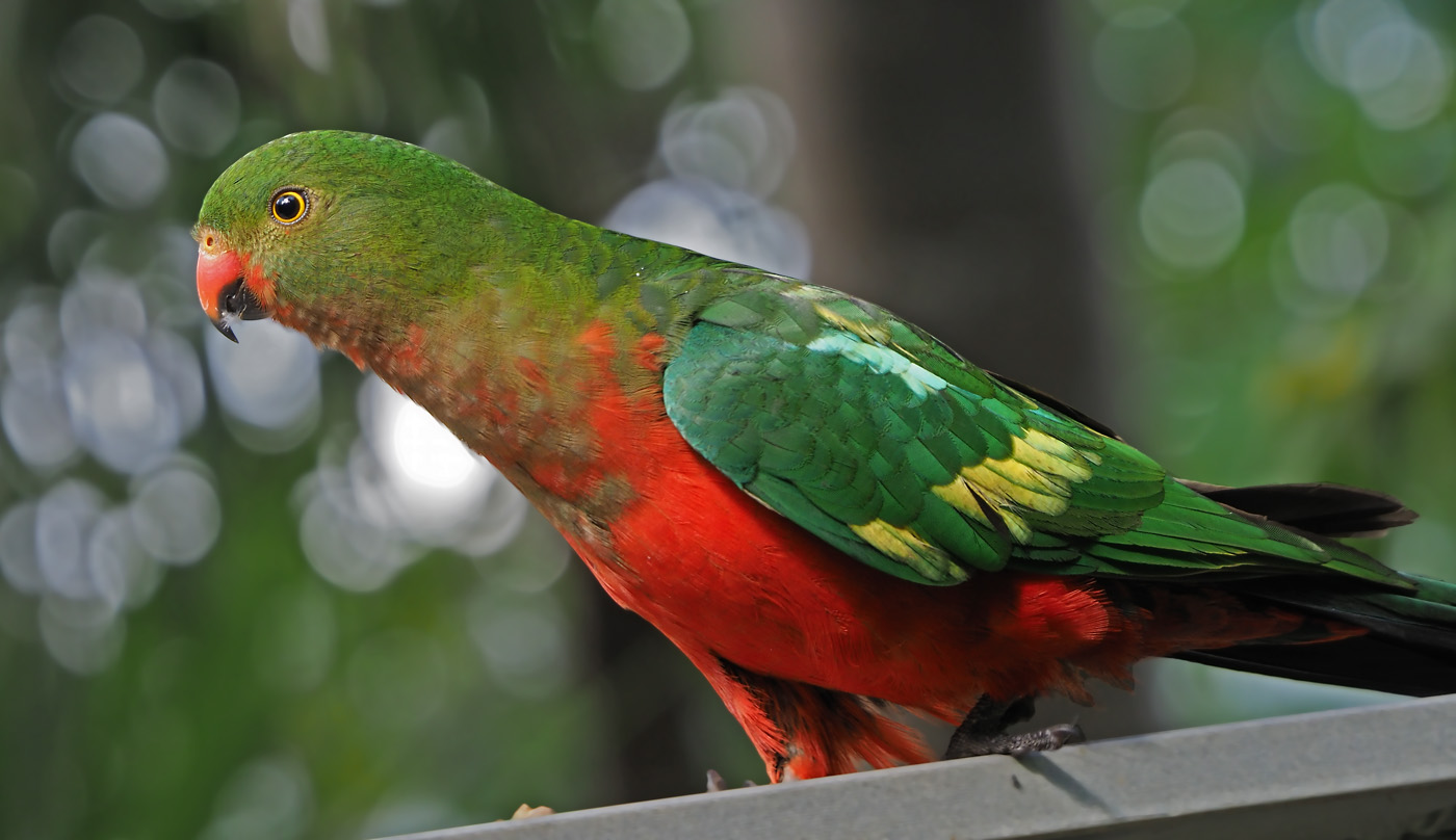 Australian King-Parrot (Image ID 36995)