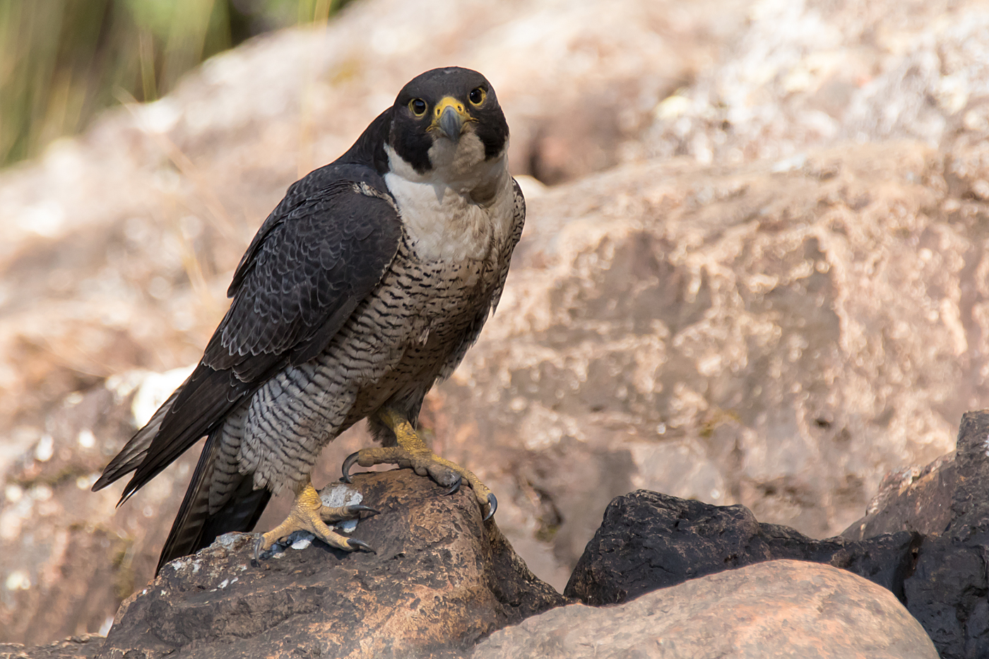 Peregrine Falcon (Image ID 36741)