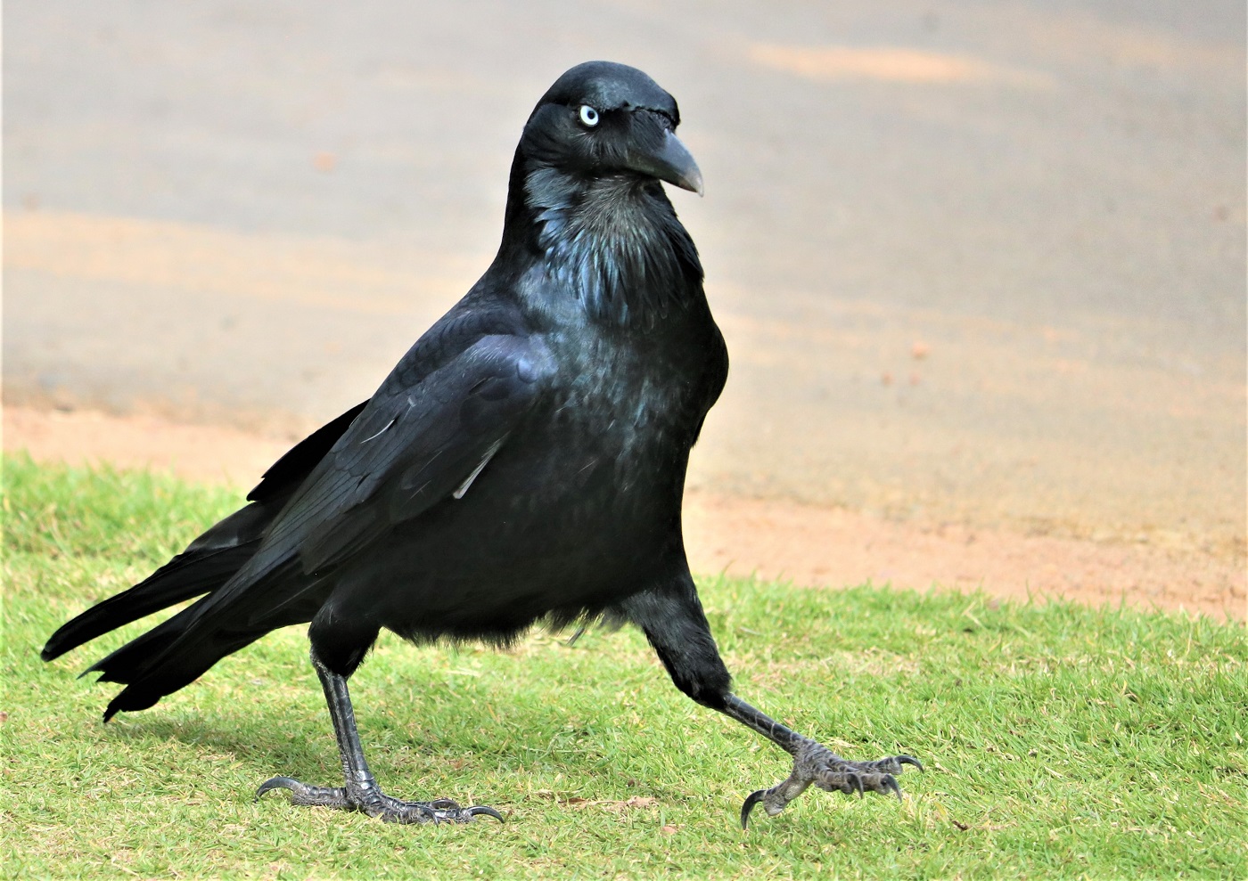 Australian Raven (Image ID 36688)