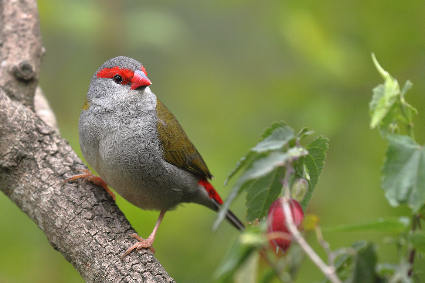 Red-browed Finch (Image ID 36967)