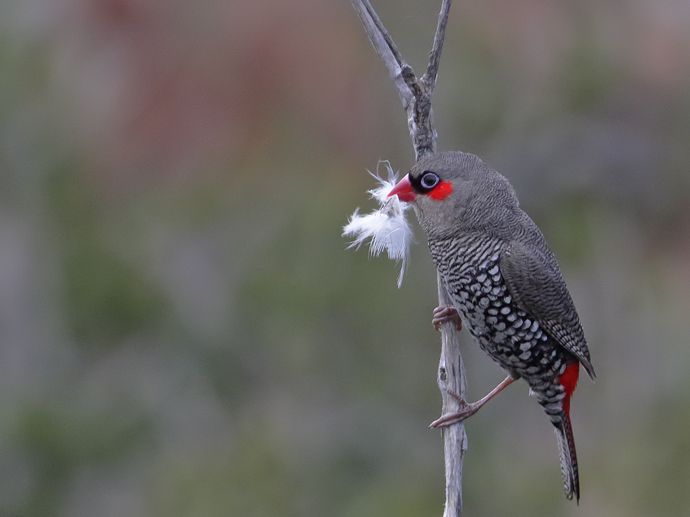 Red-eared Firetail (Image ID 36838)