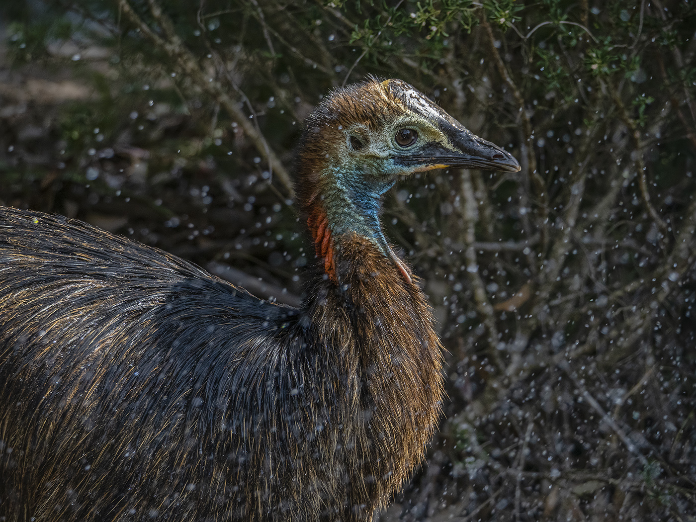 Southern Cassowary (Image ID 37074)
