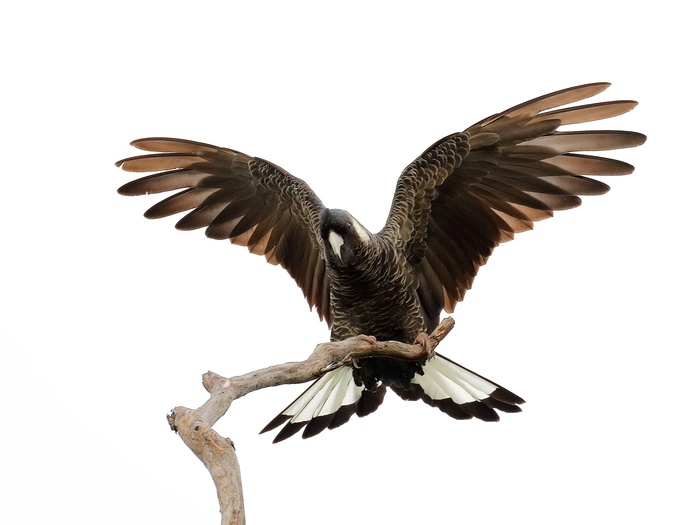 Baudin's Black-Cockatoo (Image ID 37347)