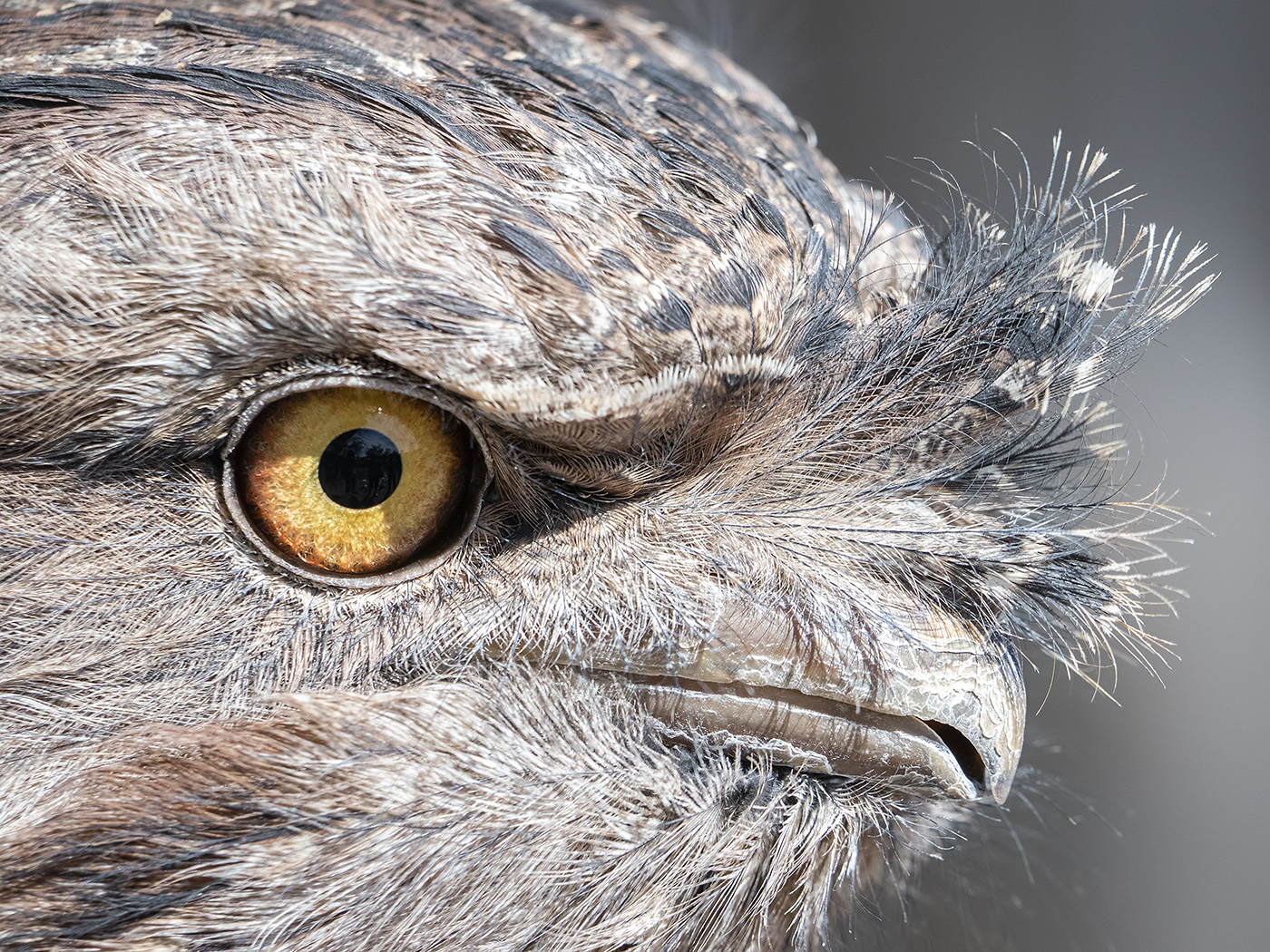 Tawny Frogmouth (Image ID 37211)