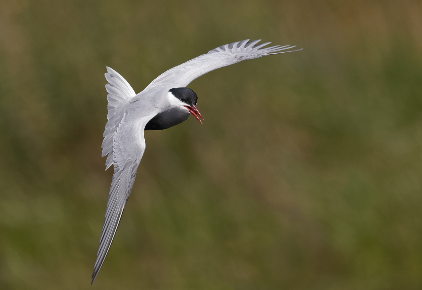 Whiskered Tern (Image ID 37306)