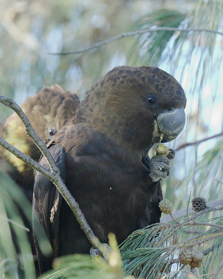 Glossy Black-Cockatoo (Image ID 37428)