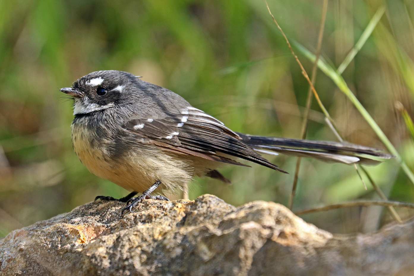 Grey Fantail (Image ID 37442)