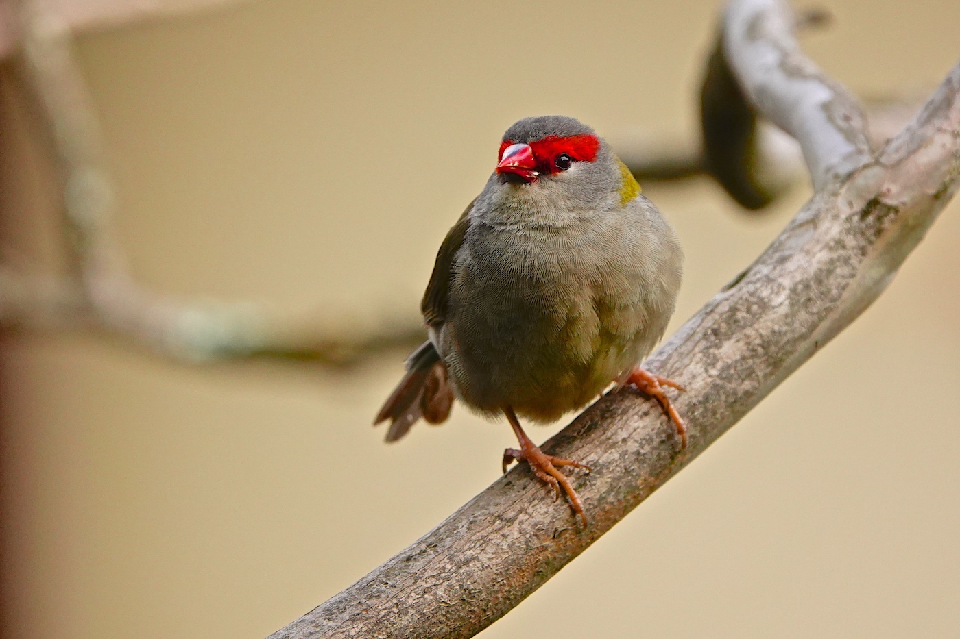 Red-browed Finch (Image ID 37172)