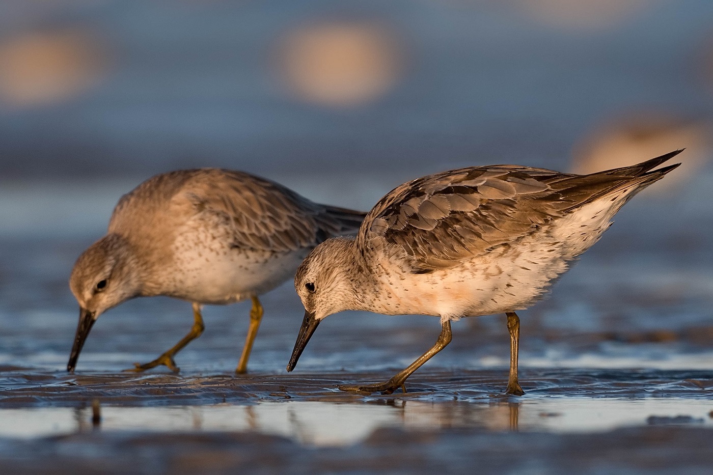 Red Knot (Image ID 37104)