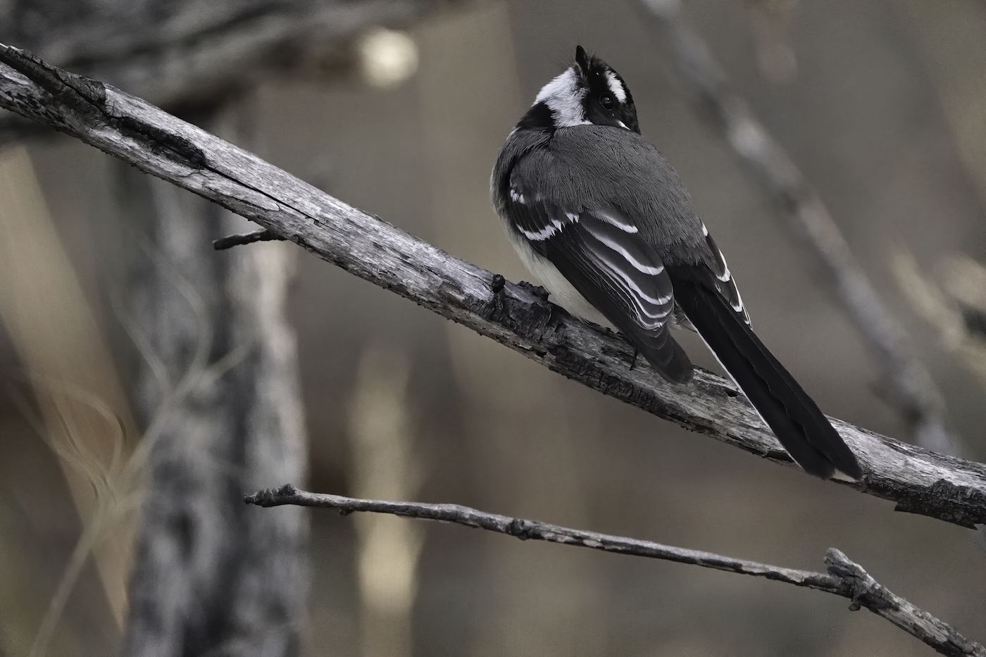 Grey Fantail (Image ID 37134)
