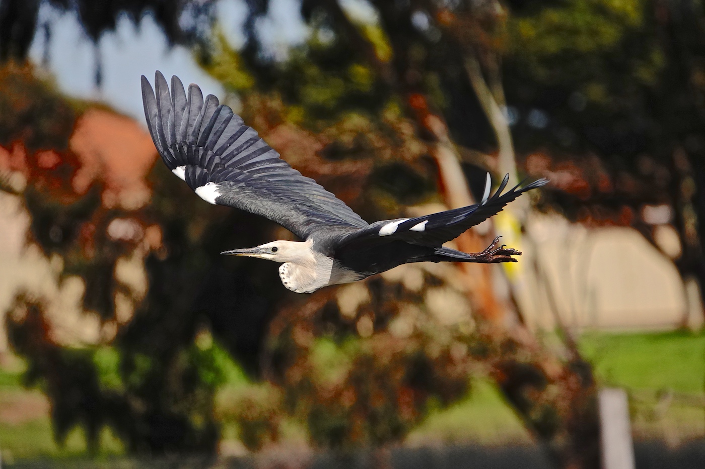 White-necked Heron (Image ID 37359)