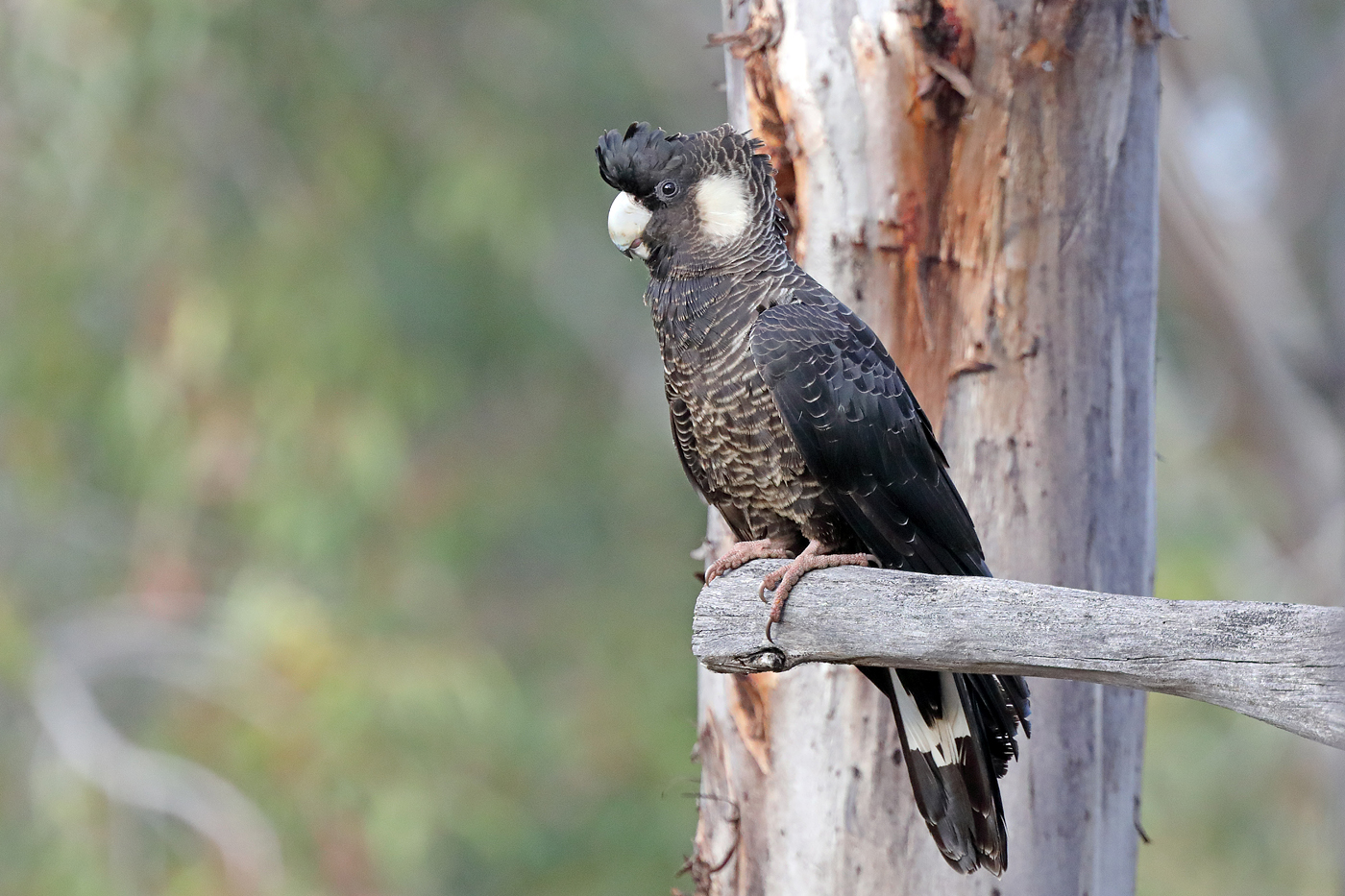 Carnaby's Black-Cockatoo (Image ID 37392)