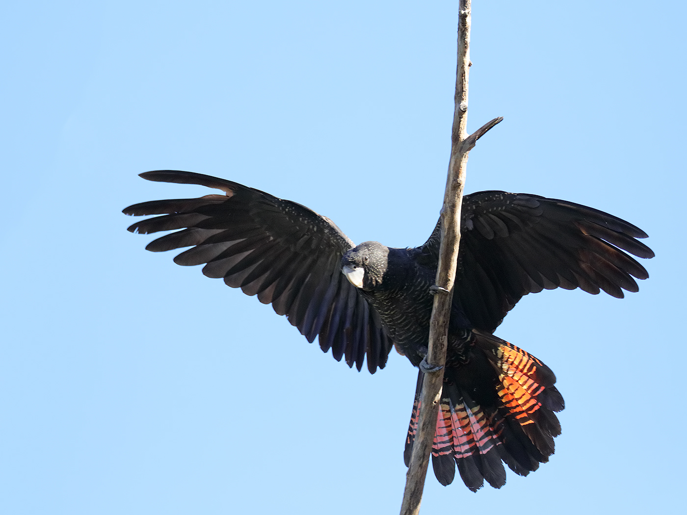 Red-tailed Black-Cockatoo (Image ID 37350)