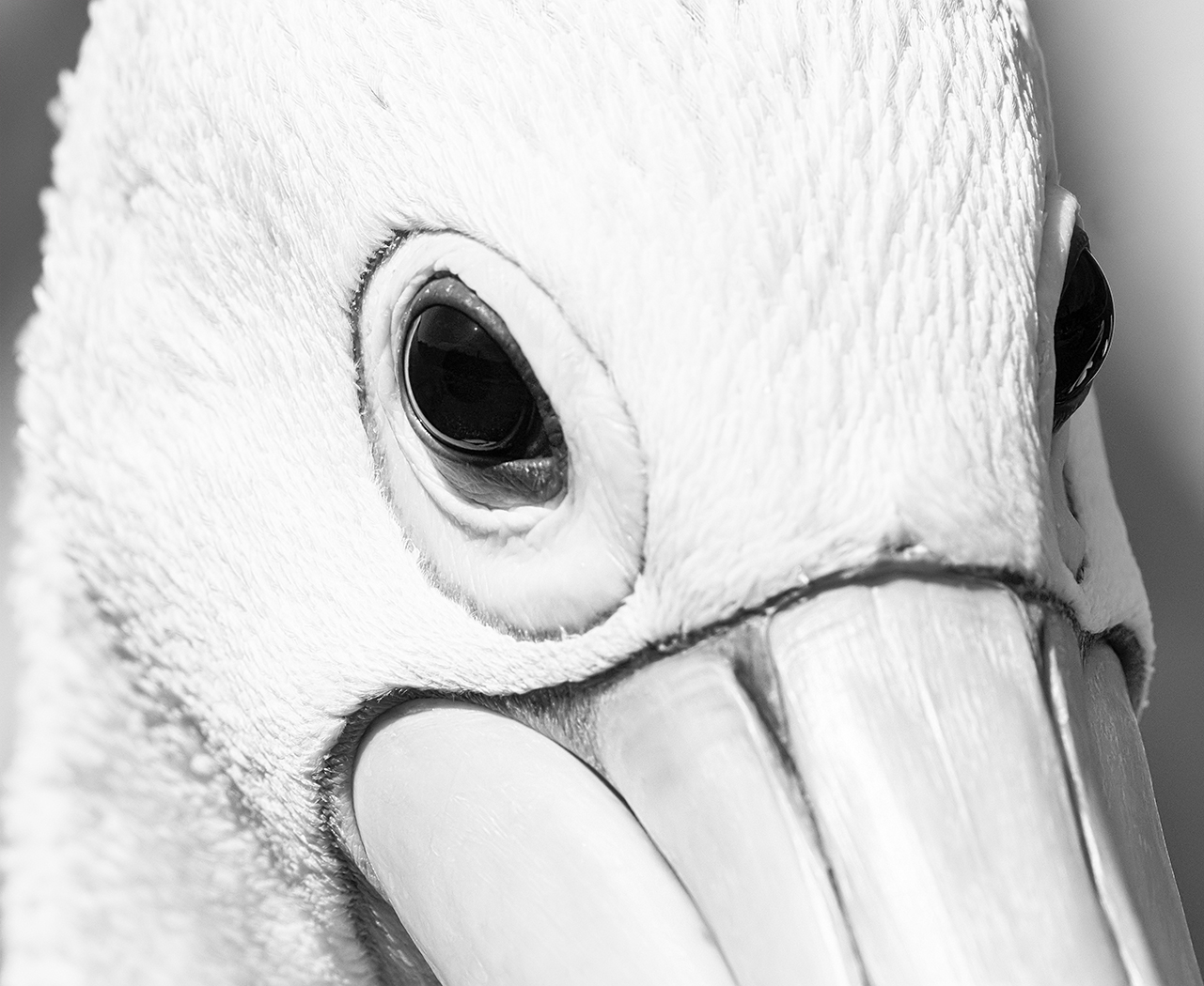 Australian Pelican (Image ID 37335)