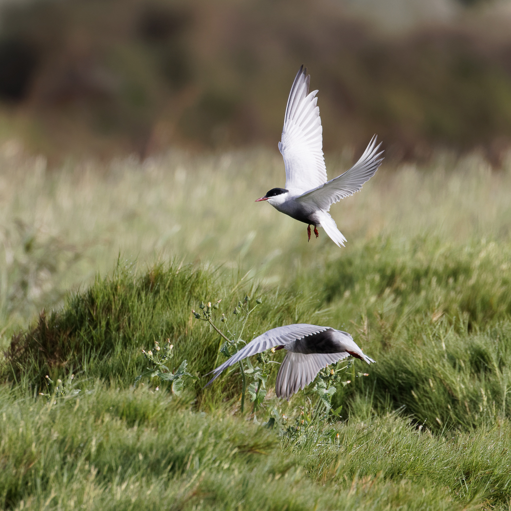 Whiskered Tern (Image ID 37267)