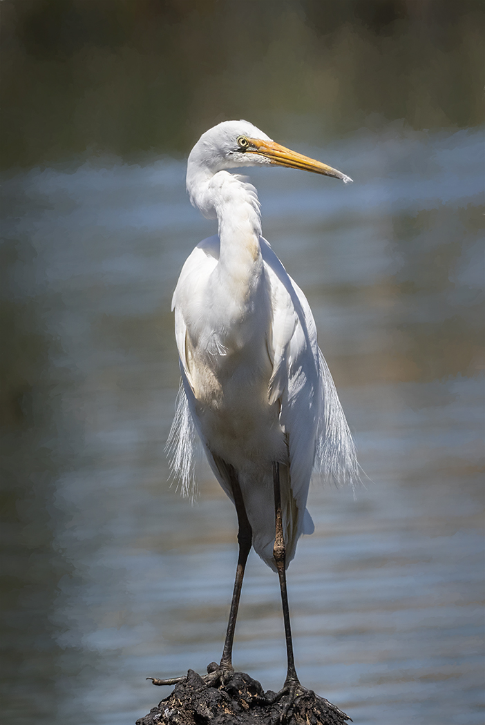 Plumed Egret (Image ID 37122)