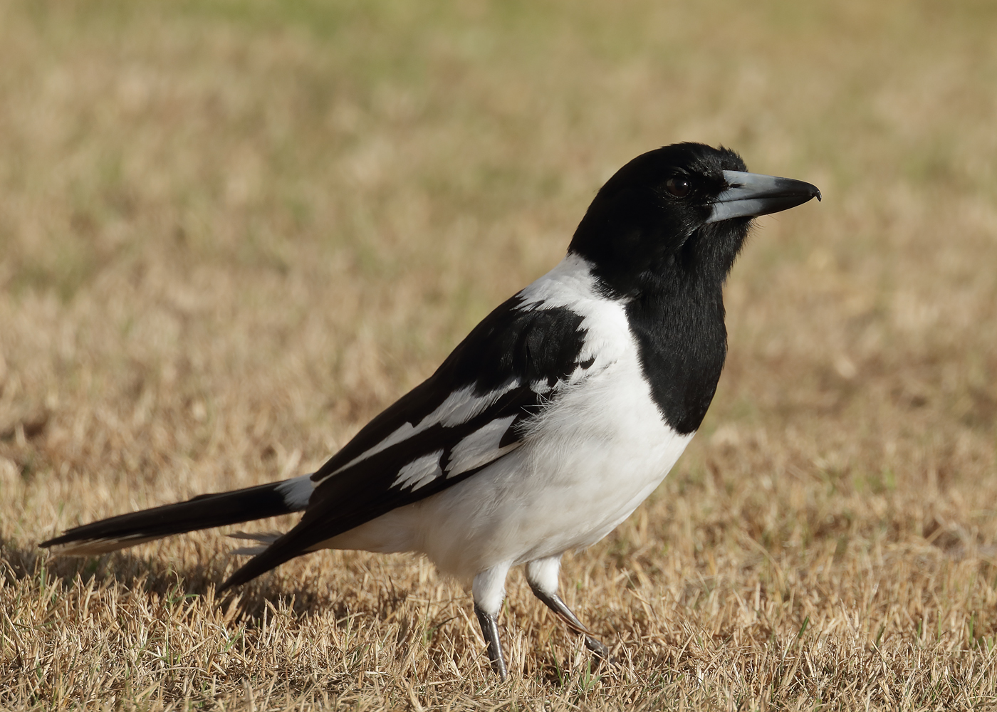 Pied Butcherbird (Image ID 37095)