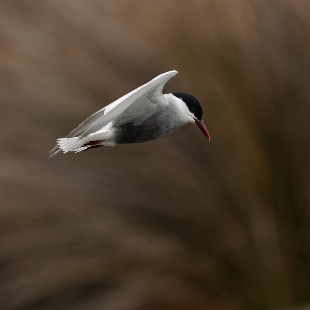 Whiskered Tern (Image ID 37244)