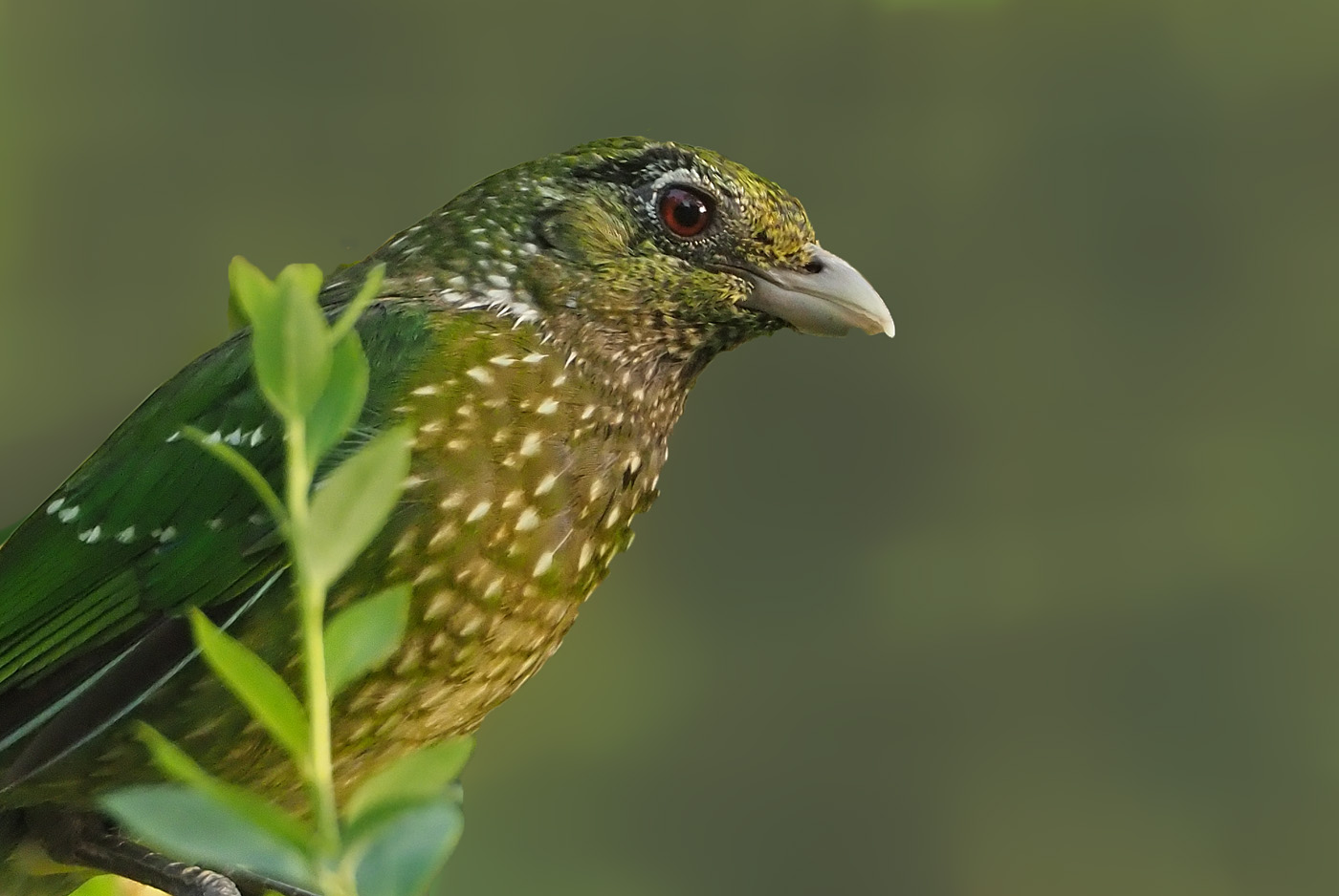 Green Catbird (Image ID 37147)