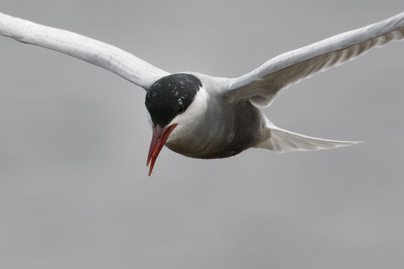 Whiskered Tern (Image ID 37308)