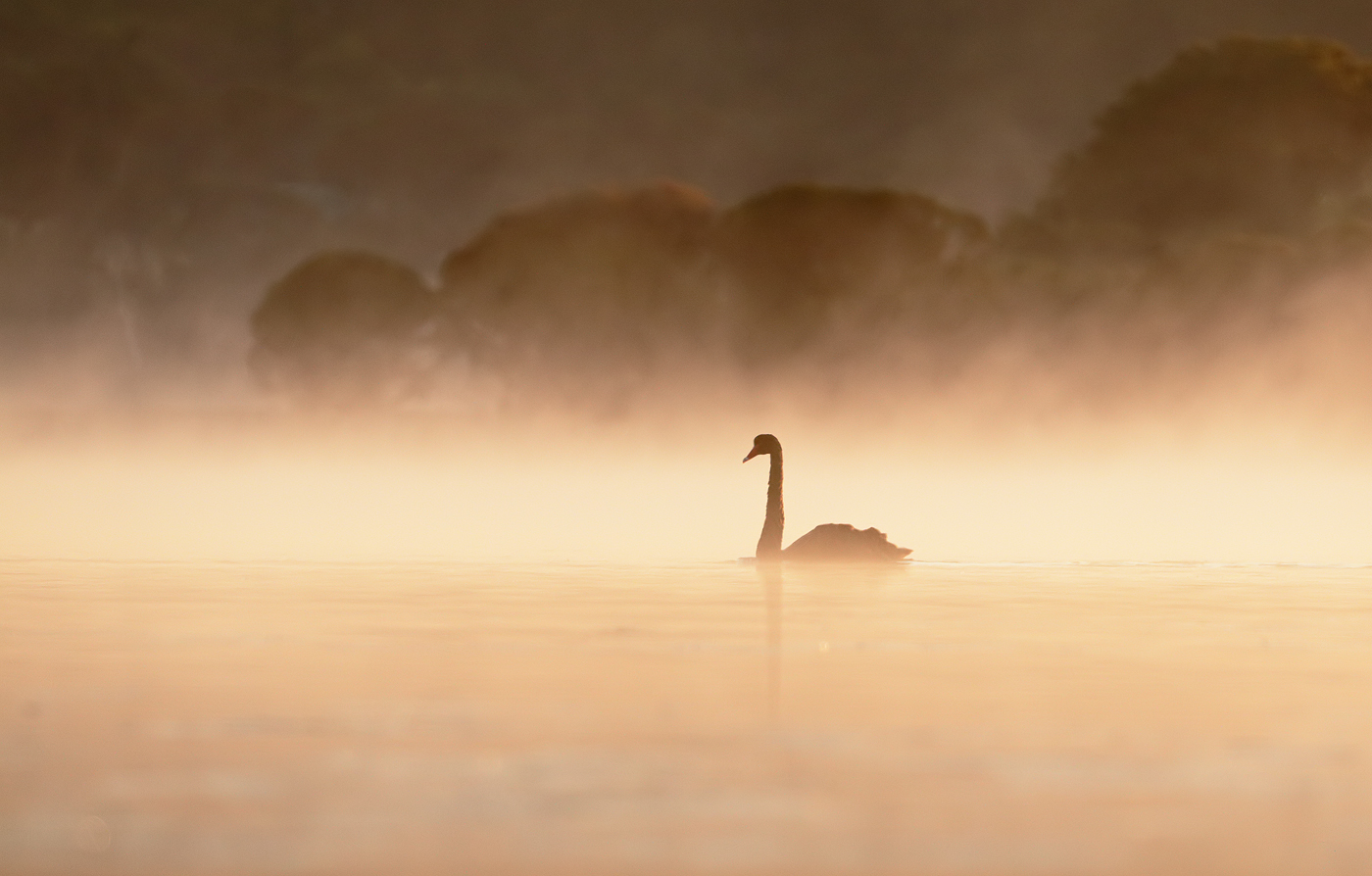 Black Swan (Image ID 37222)