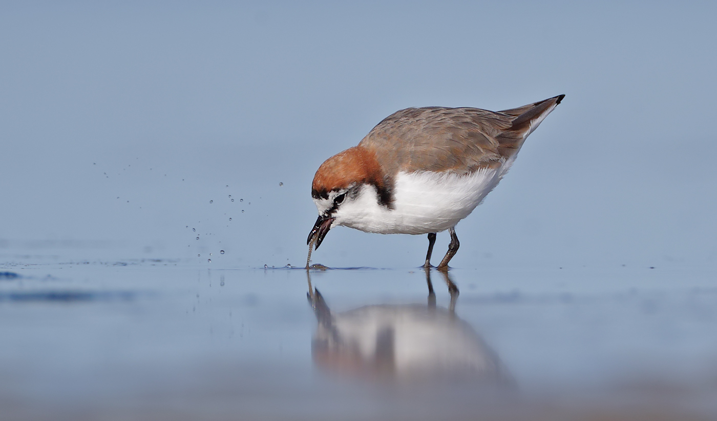 Red-capped Plover (Image ID 37130)