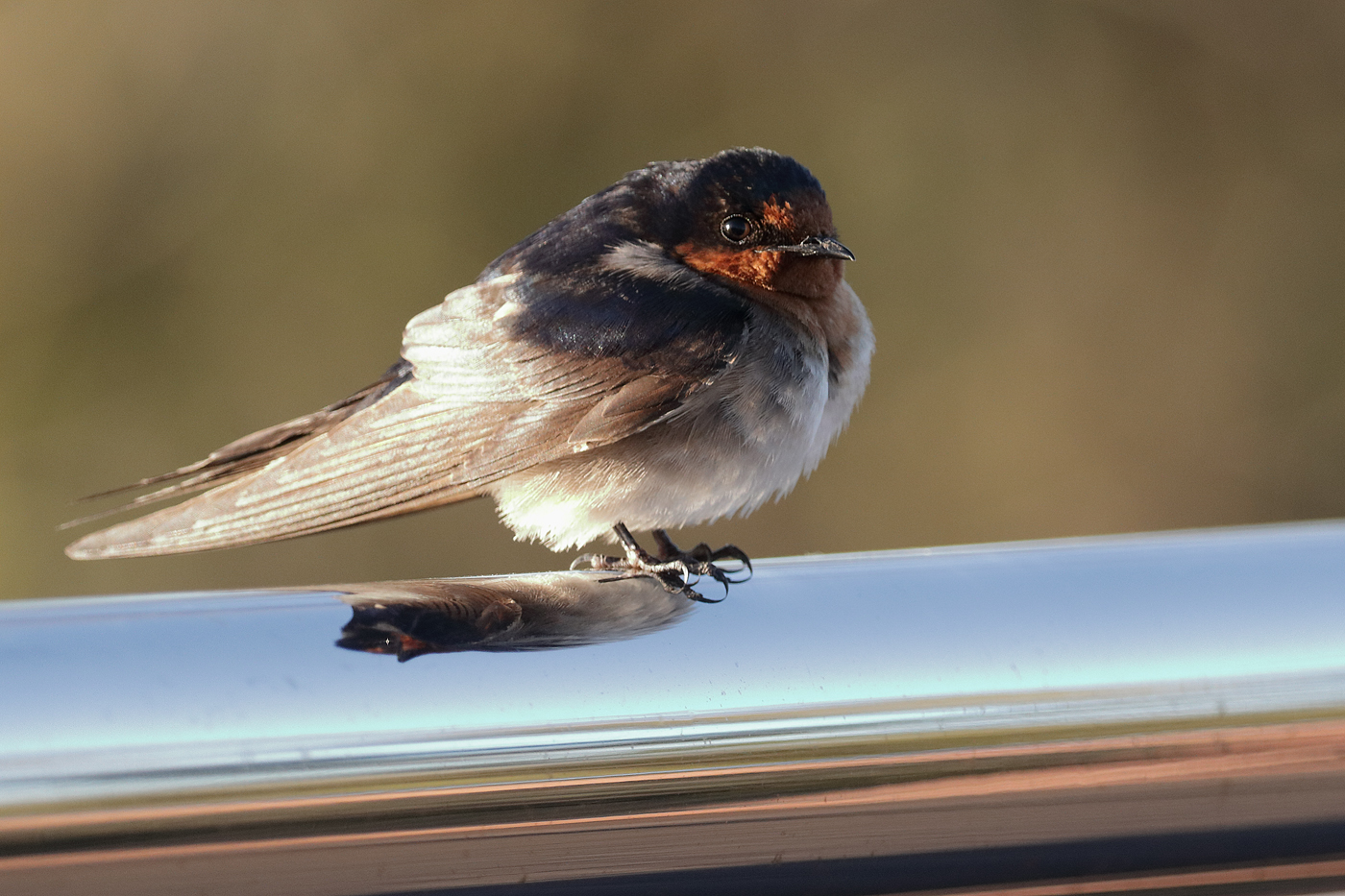 Welcome Swallow (Image ID 37096)