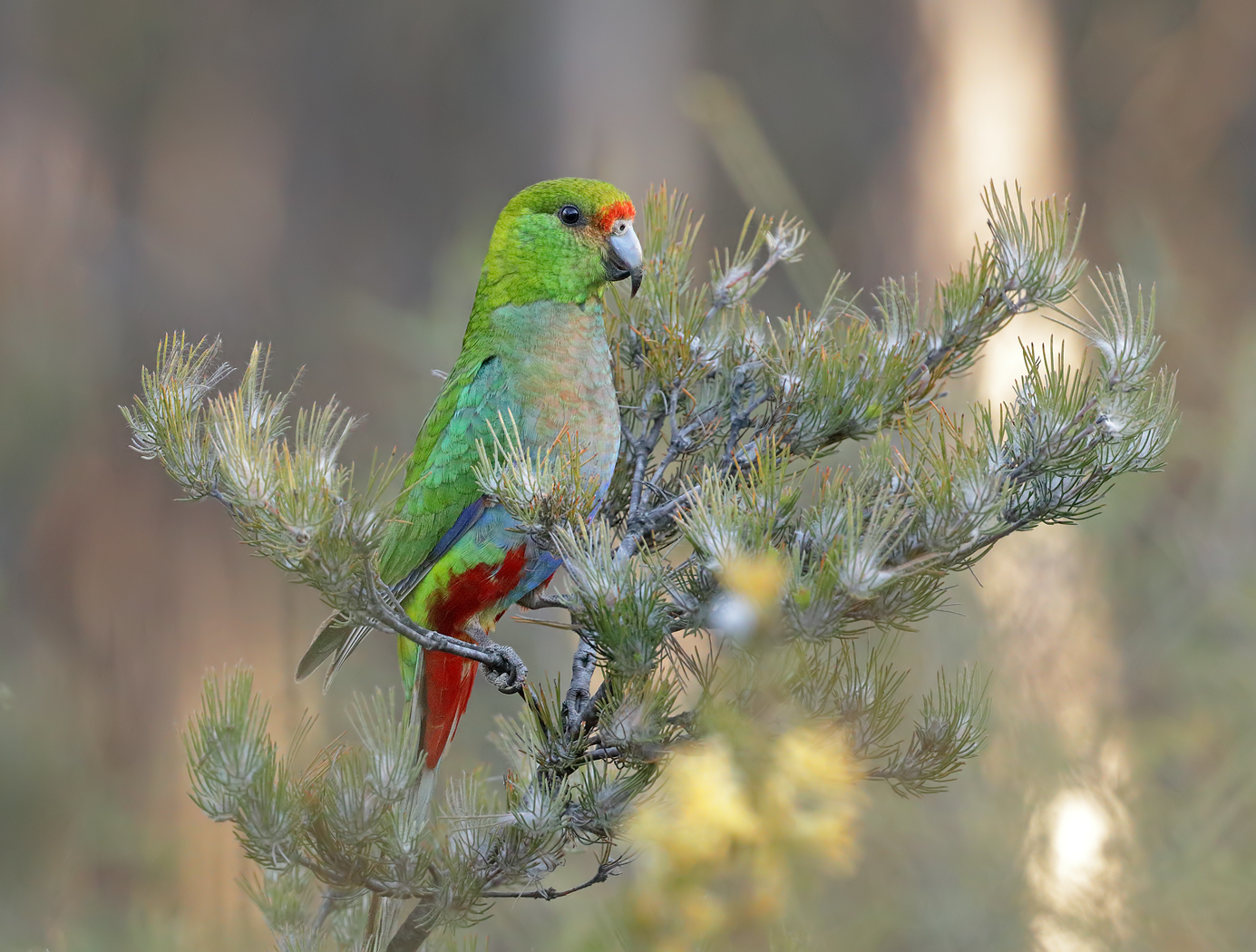 Red-capped Parrot (Image ID 37426)