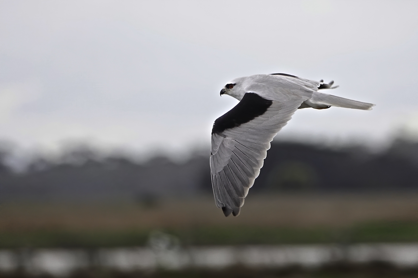 Black-shouldered Kite (Image ID 37171)