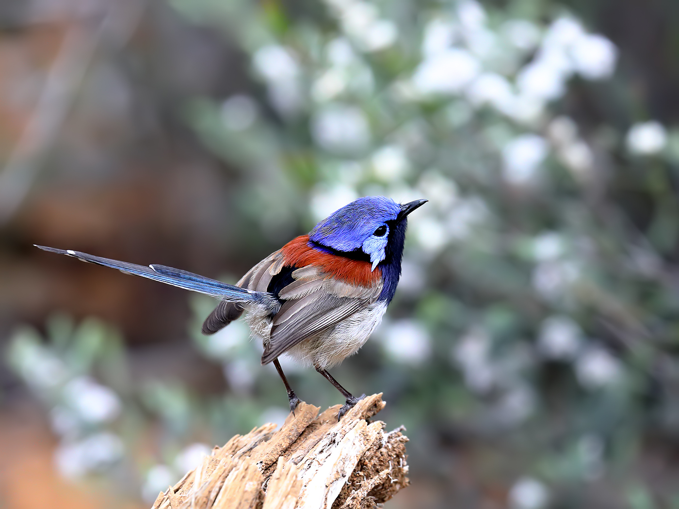 Blue-breasted Fairy-wren (Image ID 37087)
