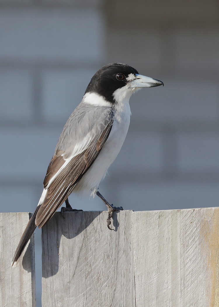 Grey Butcherbird (Image ID 37066)