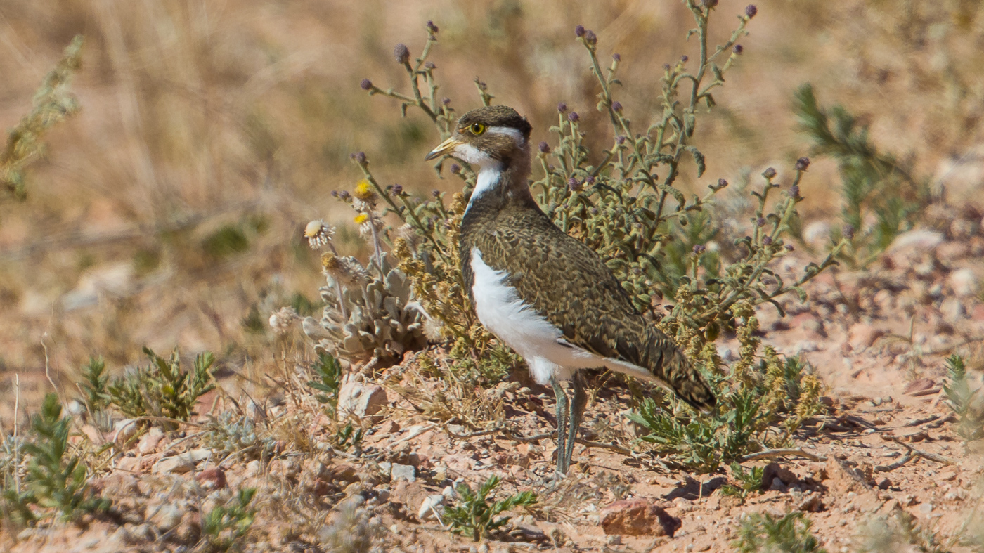 Banded Lapwing (Image ID 37210)