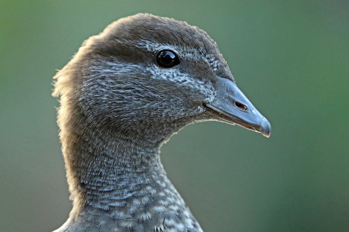 Australian Wood Duck (Image ID 37407)