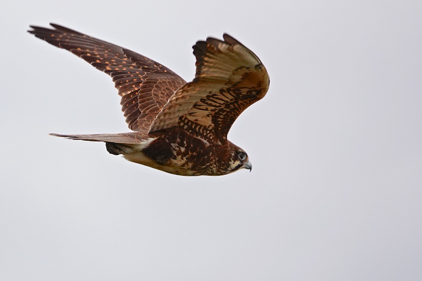 Brown Falcon (Image ID 37169)