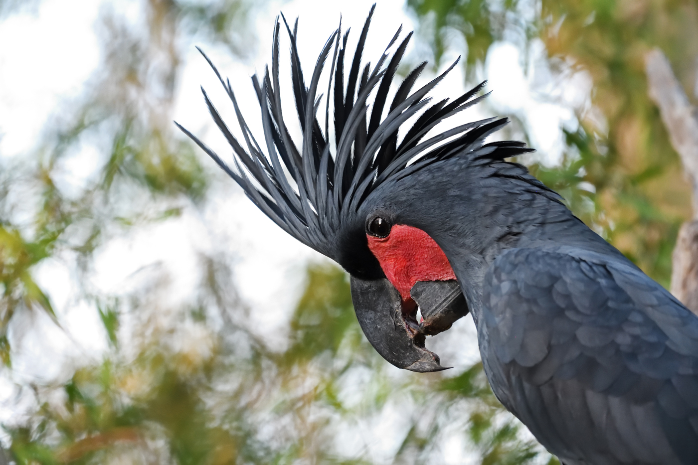 Palm Cockatoo (Image ID 37233)