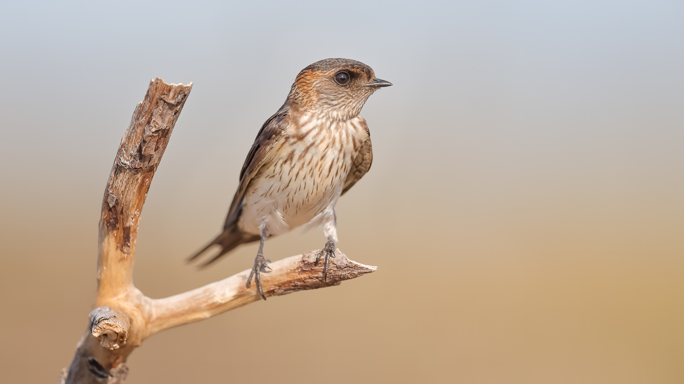 Red-rumped Swallow (Image ID 37277)
