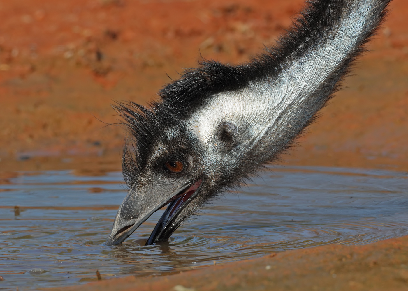 Emu (Image ID 37221)