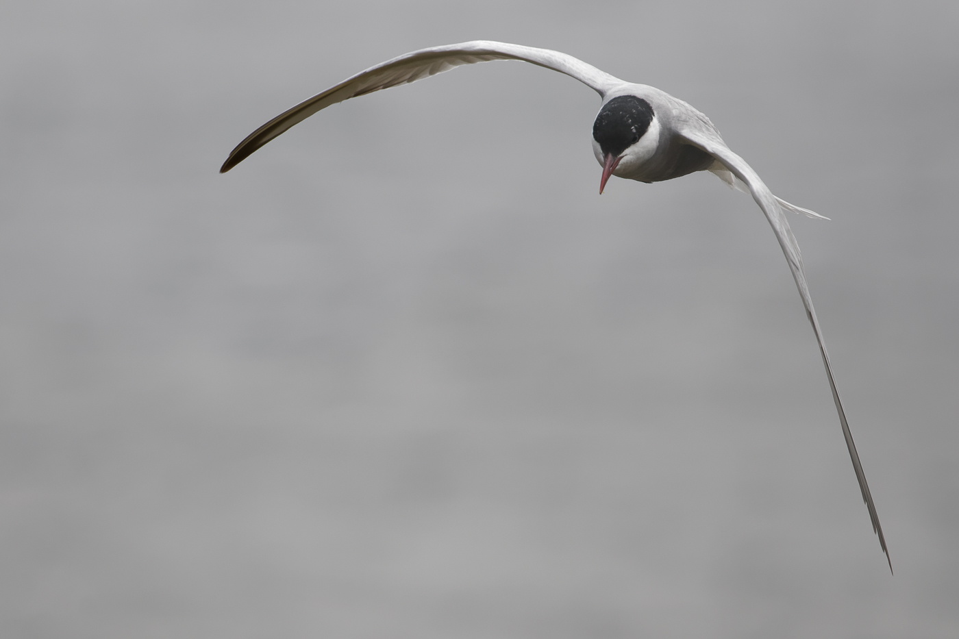 Whiskered Tern (Image ID 37307)