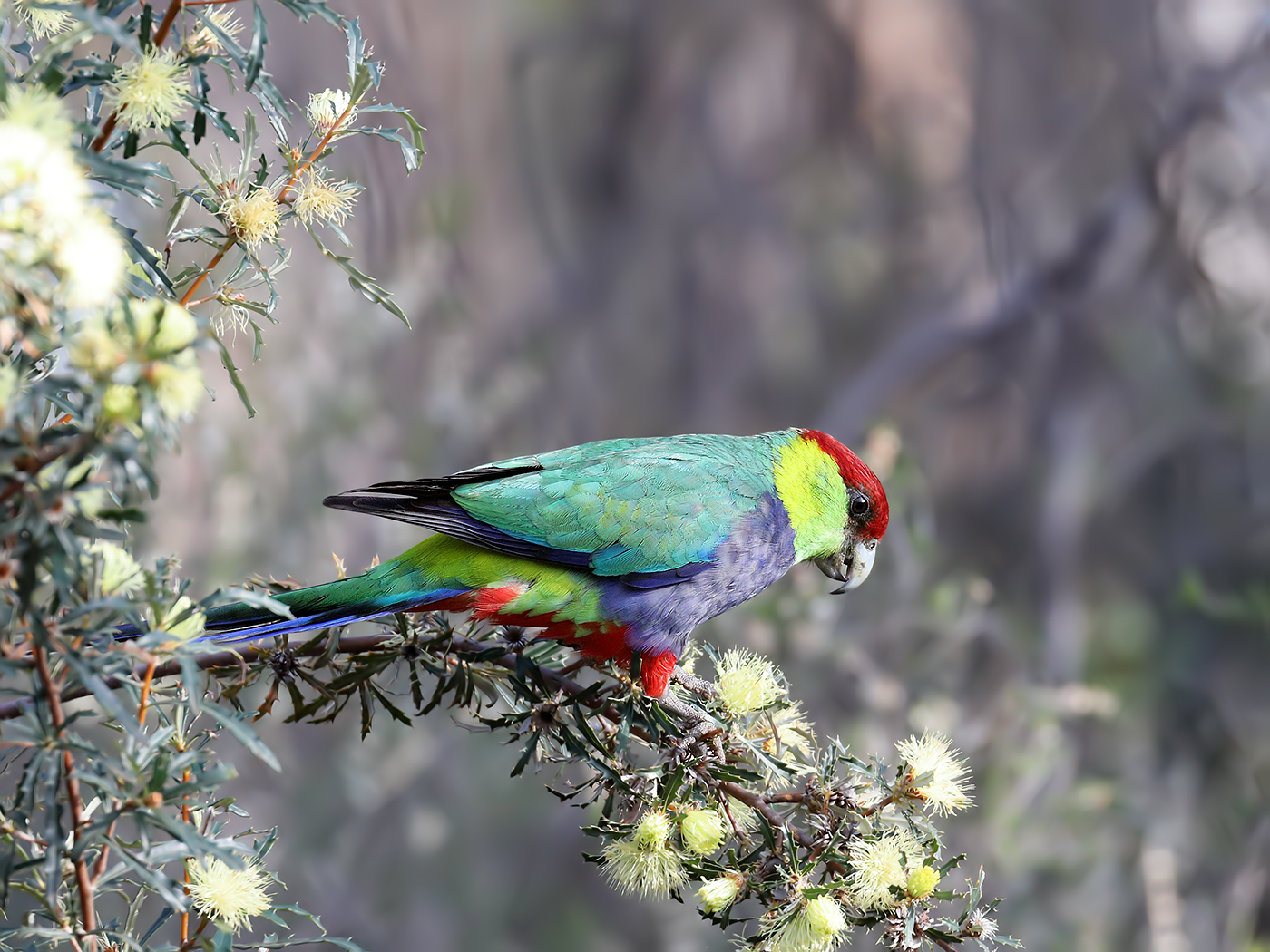 Red-capped Parrot (Image ID 37099)